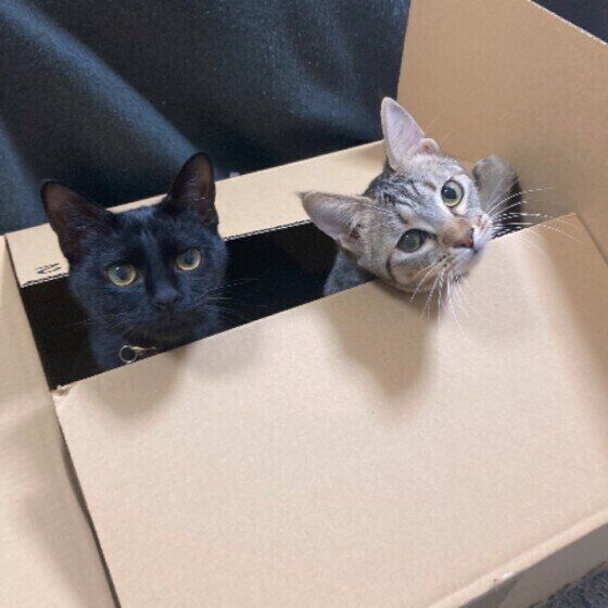 ダンボールから顔を出す猫たち