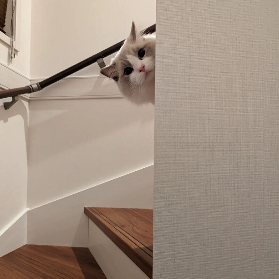 顔を覗かせるアモルくん