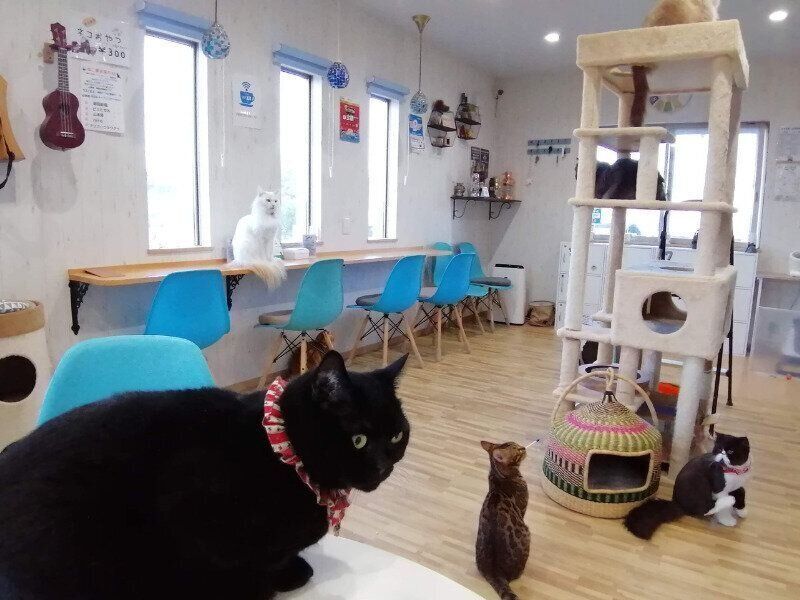 明るい店内でマイペースにくつろぐ猫たち