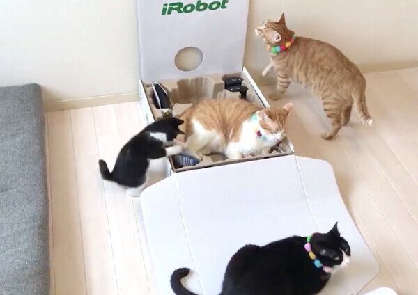 楽しく遊ぶうにくん、むぎくん、はちちゃん、むーくん