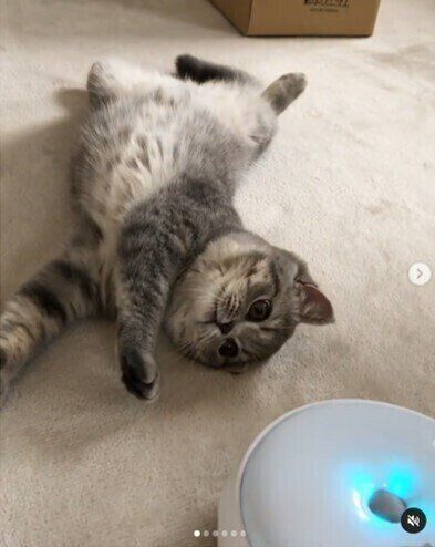 猫じゃらシッターにくいつくMix猫