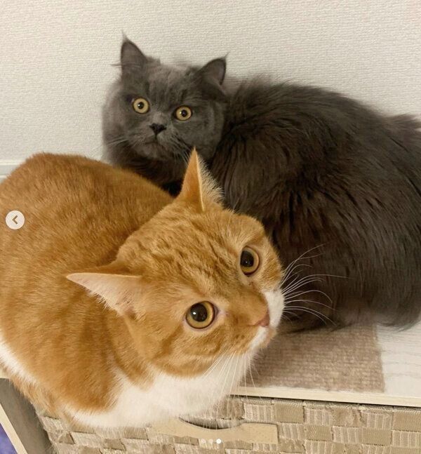 くつろぐアオくん、ウニちゃん