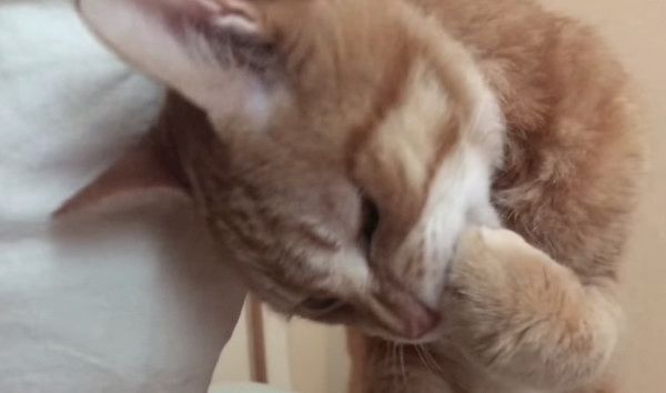 じらし攻撃をする猫