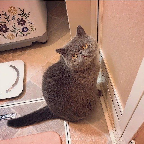 トイレまでママに着いて行っちゃうエキゾチックショートヘアー