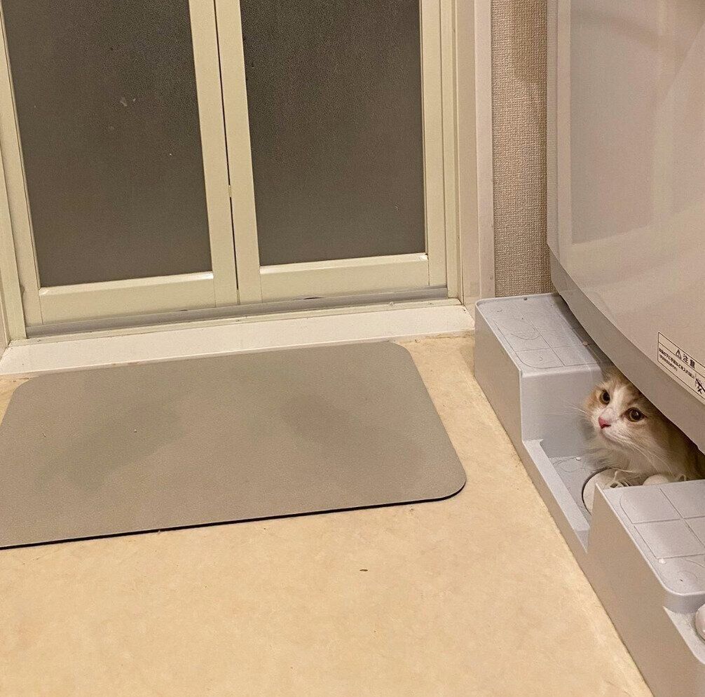 洗濯機の下に隠れるもなかくん