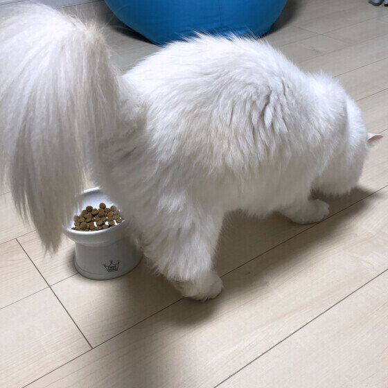 カキカキ砂をかくサイベリアン