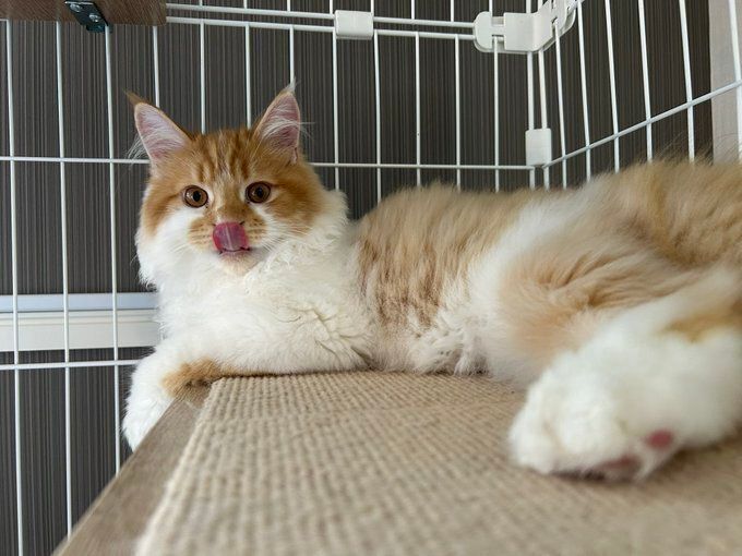 舌を出しているサイベリアン