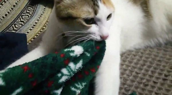 ふみふみが激しいはるちゃん