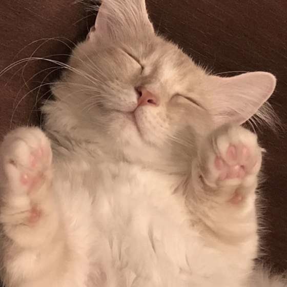 熟睡するマンチカン