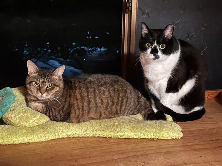 窓辺でくつろぐさくらちゃんとてんてんくん