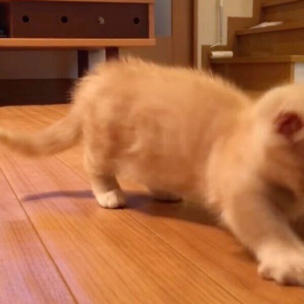 影に飛びついて反応するじゅじゅちゃん