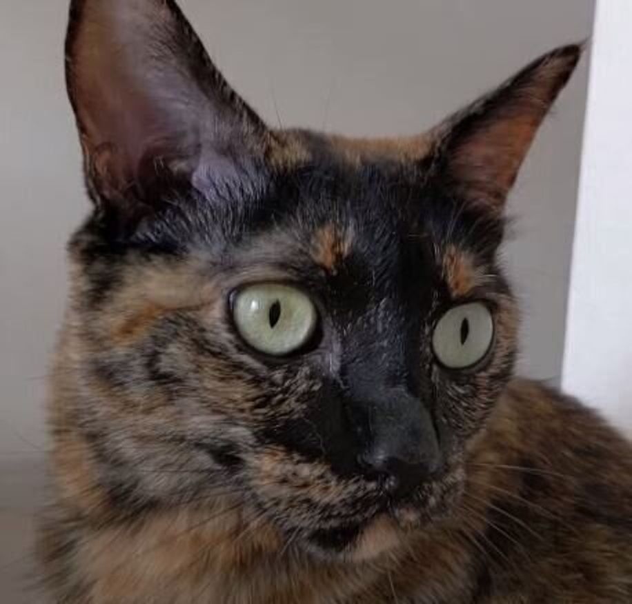 朝から元気いっぱい ママさんとパパさんにしっかりあいさつをする律儀なサビ猫 ねこのきもちweb Magazine 朝から元気いっぱい ママさんとパパさんにしっかりあいさつをする律儀なサビ猫 ねこのきもちweb Magazine