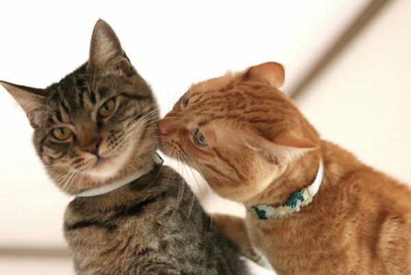 鼻をスンスンさせる猫