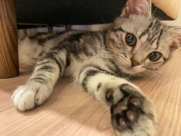 まったりするあんこくん