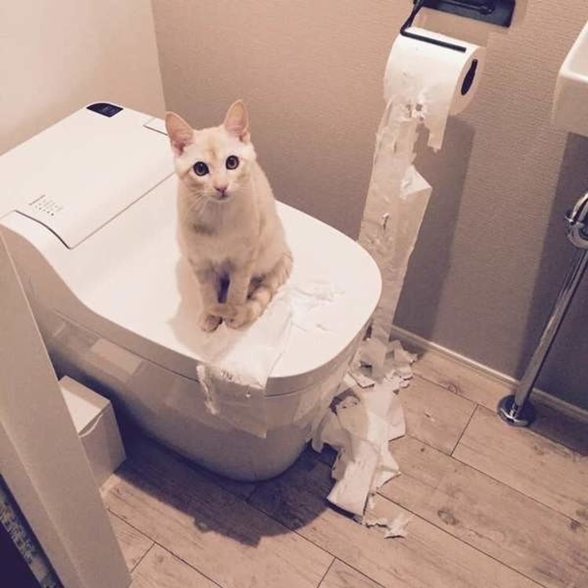 ちくしょうかわいいぜ 悪気はない 猫のイタズラ の防止策とは ねこのきもちweb Magazine ちくしょうかわいいぜ 悪気はない 猫のイタズラ の防止策とは ねこのきもちweb Magazine