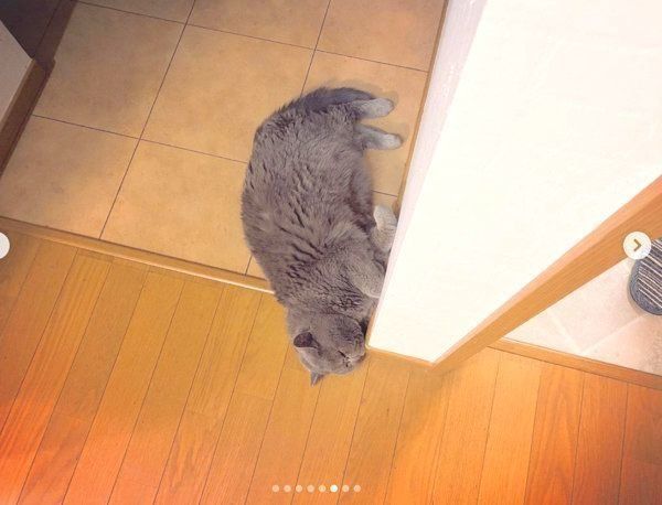 飼い主さんをストーカーするエキゾチックショートヘア