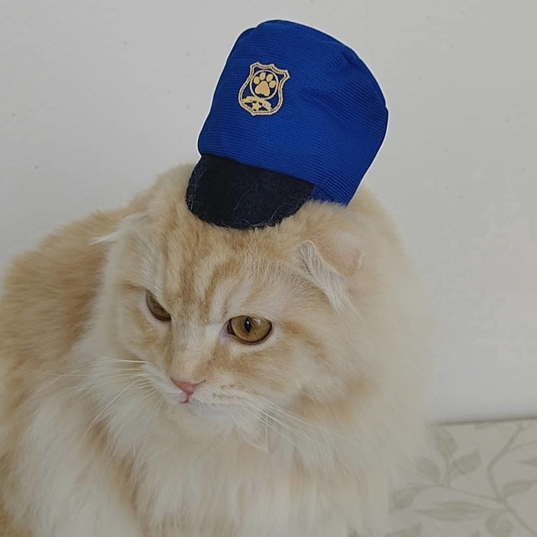 猫の頭にちょこん のせるだけでかわいい のせぐるみ って ねこのきもちweb Magazine