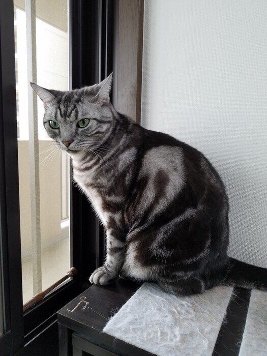 灰灰アメショー様専用