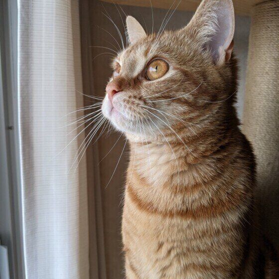 スコティッシュフォールドのマロ君