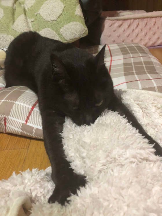 毛布をふみふみしている黒猫