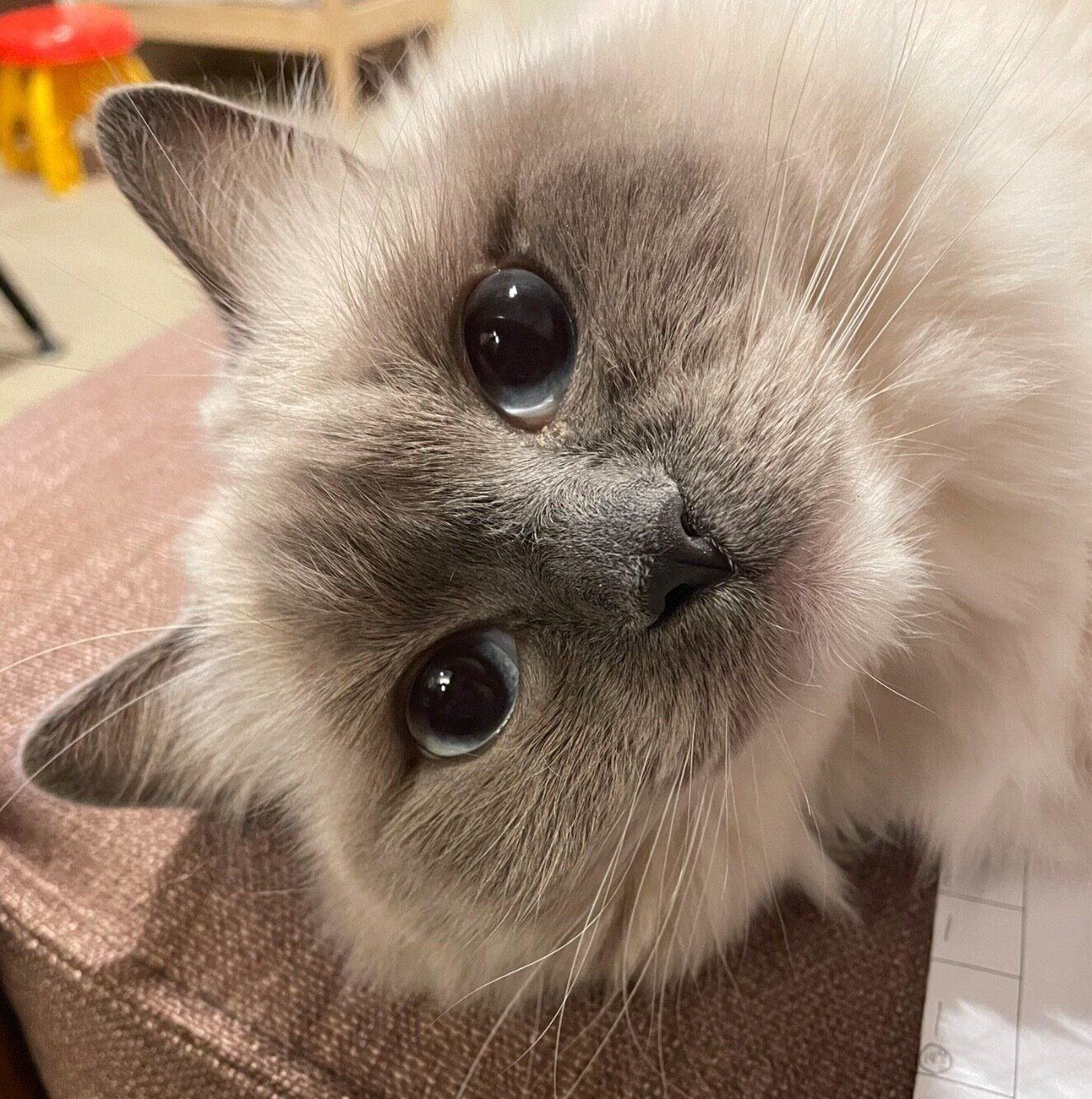 見つめるおもちちゃん