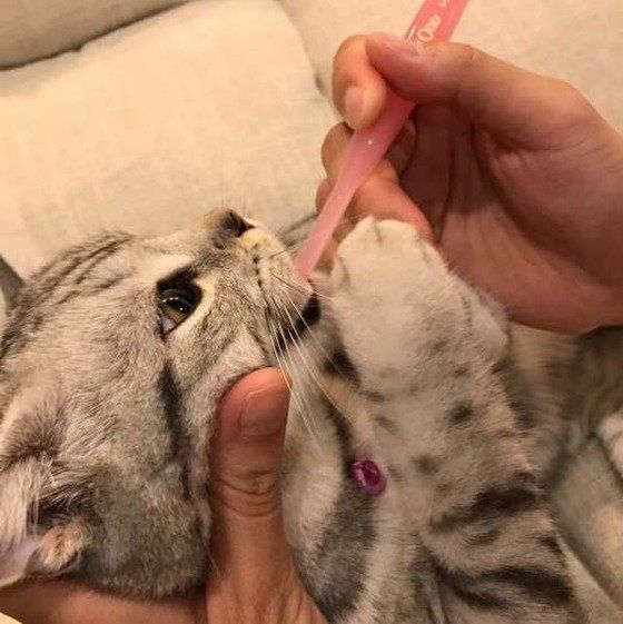 歯磨きするマンチカン