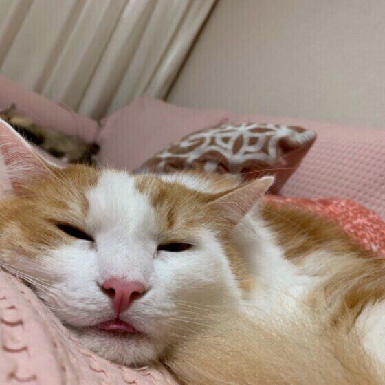 ノルウェージャンフォレストキャットのうにくん♪