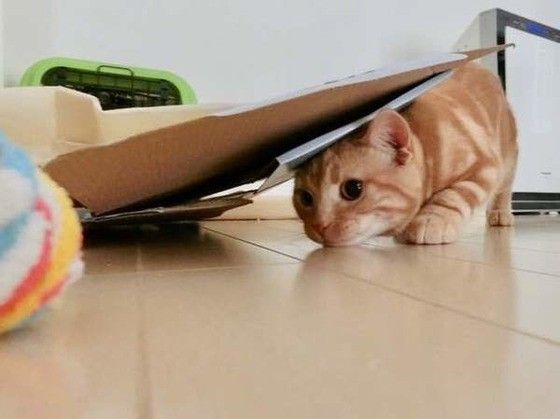 見つめるアメリカンショートヘア