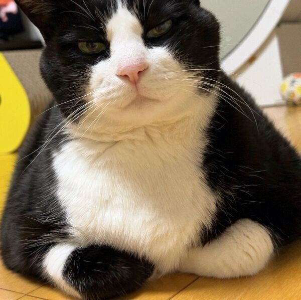 お父さんのことが大好きな猫の「甘えっぷり」が最高! 見た目の渋さと 一番の キキ様♡ その他