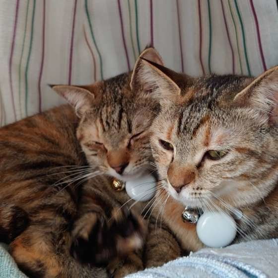 MIX・しぃちゃんとくぅちゃん