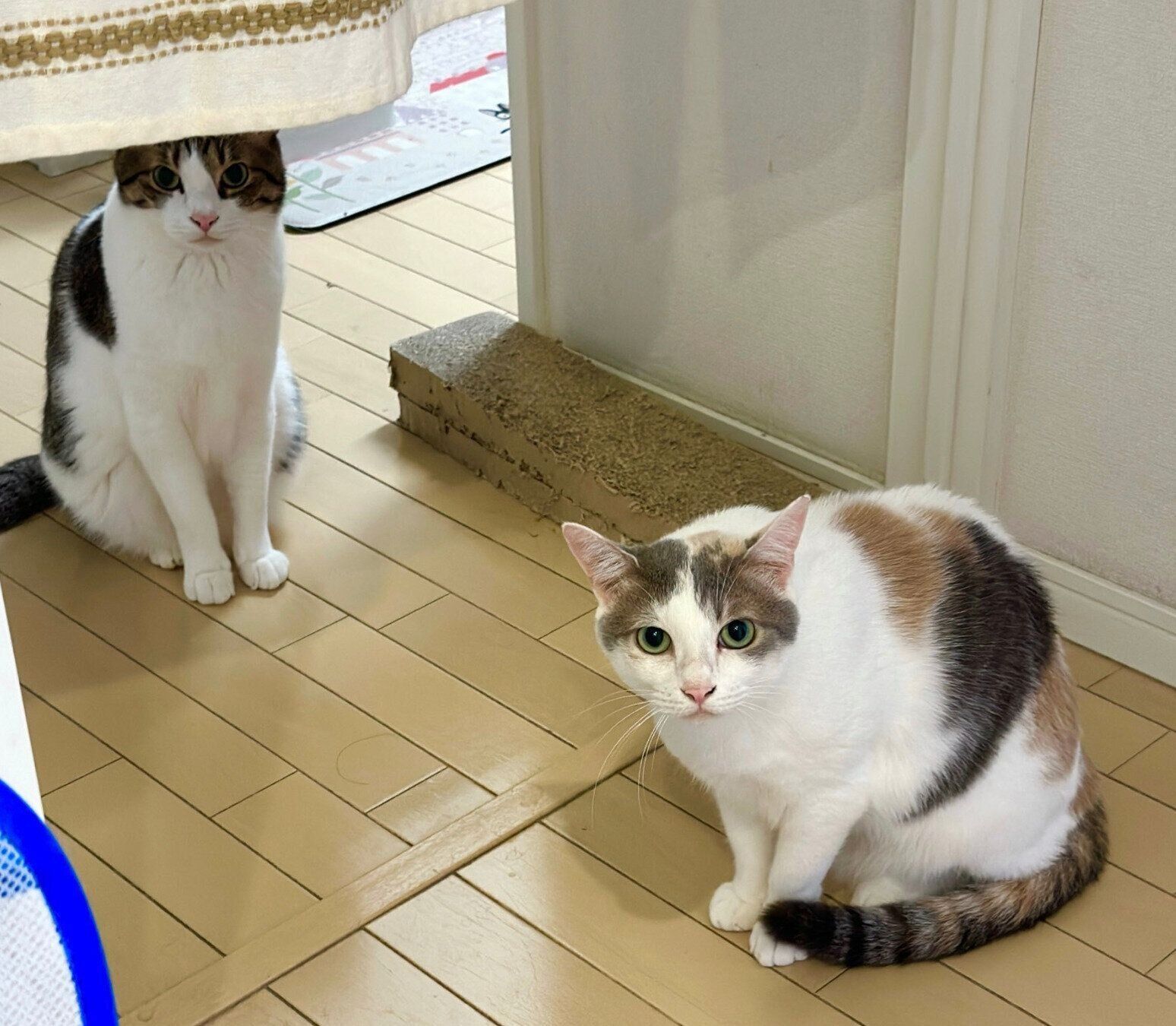 鼻うがいをする飼い主さんを心配するくろみつくん、しらたまちゃん