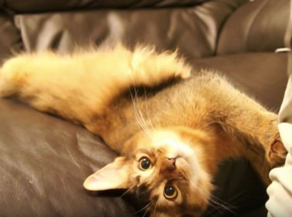 逆ギレニャンコ