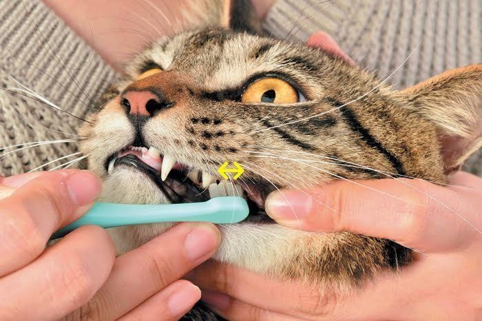 猫の奥歯を磨く様子
