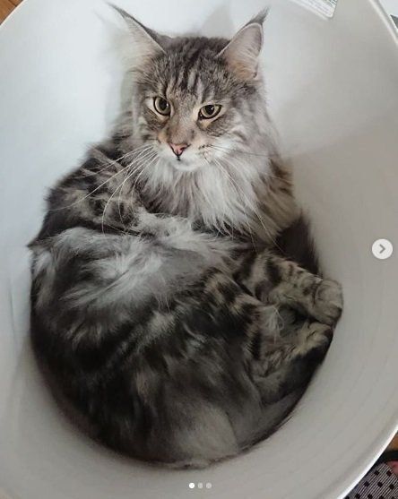 洗濯かごに入る猫