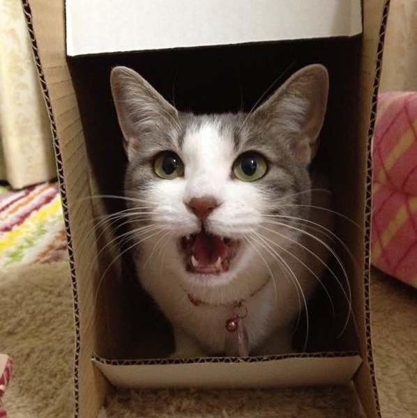 キジトラのももちゃん