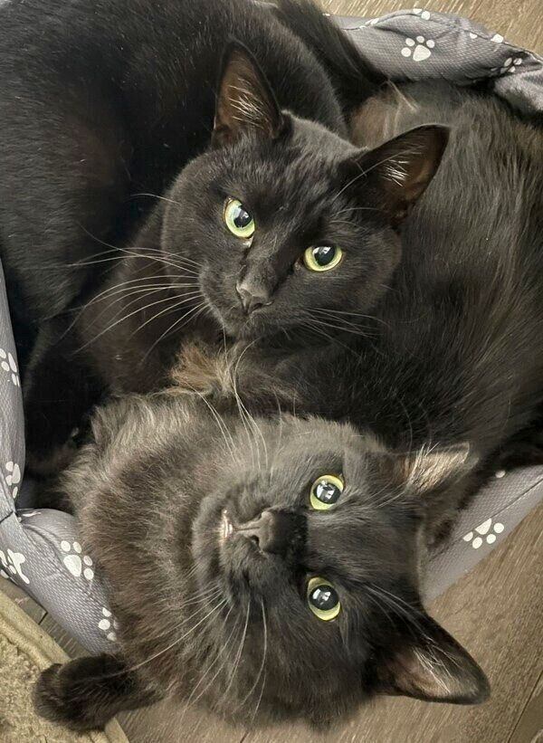 いつももふもふパワーをくれるりーじくん、もふくん