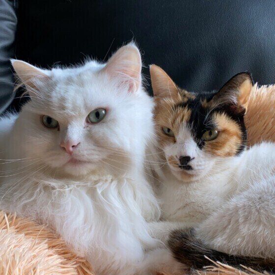 仲良しなひまわりちゃんたち