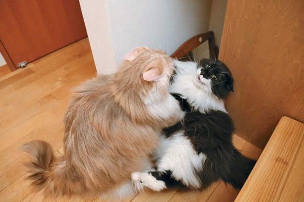 猫の嗜好品のまたたびとは