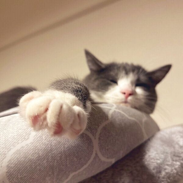 まったりするしらたまくん