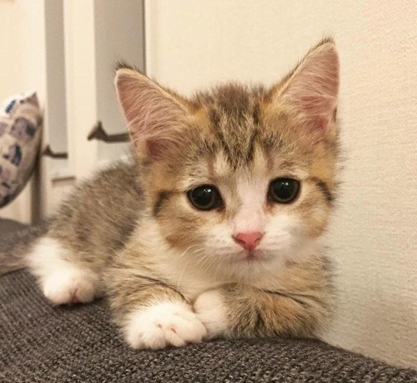 見つめるよぐちゃん