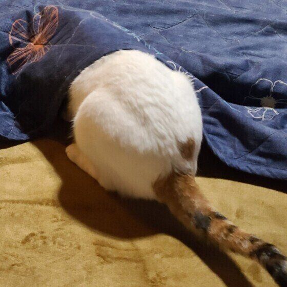 MIX茶白のきなこちゃん