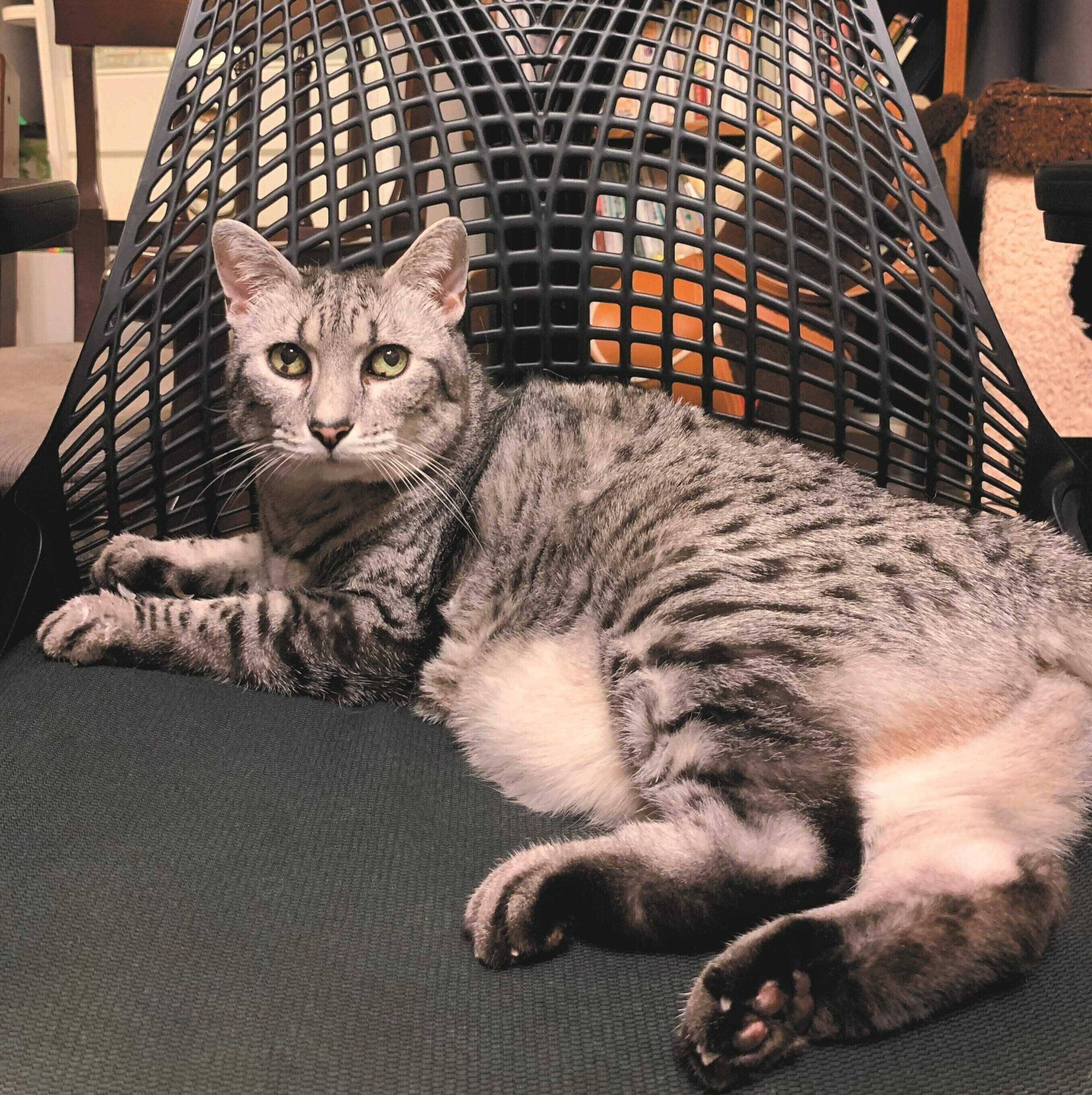 画像／ねこのきもち2023年9月号