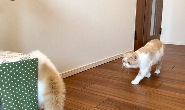 シャンプーしたきなこちゃんを見て威嚇するこんぶちゃん