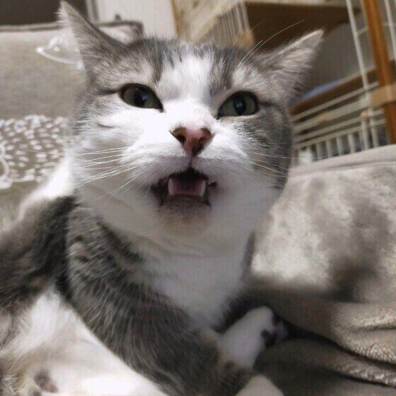 ミヌエットのゆきちくん