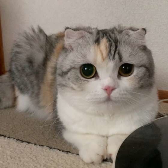 見つめるスコティッシュフォールド