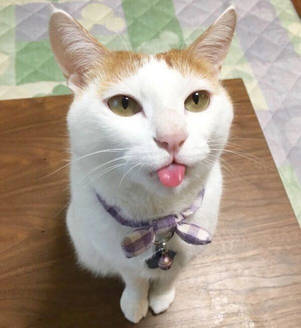 舌を出すむぎちゃん