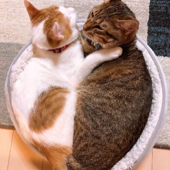 なかよくベッドで寝る2匹の猫