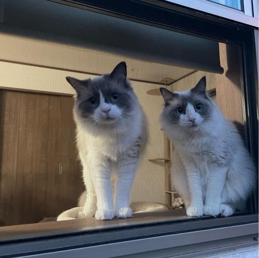 外を眺めるつなくんとまよくん