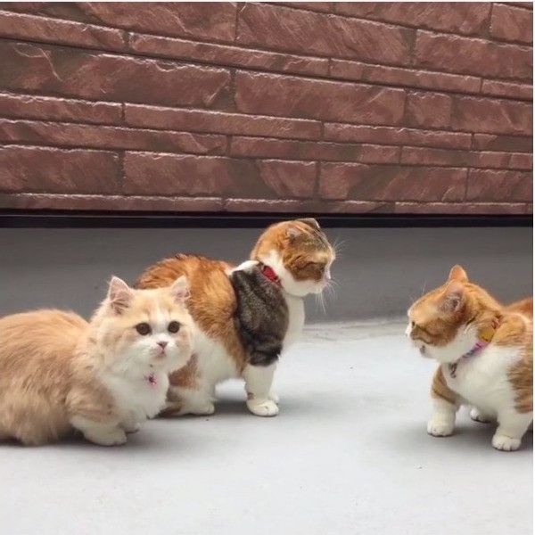 ニャンコの逆襲