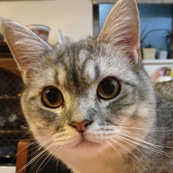 大福  スコティッシュフォールド　夜になると